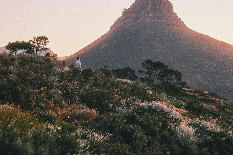 cape fynbos region landscape with flowers and mountain